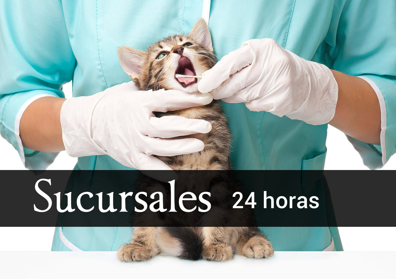Veterinarias 24 horas Cartagena