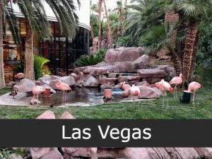 FLAMINGO’S WILDLIFE HABITAT las vegas