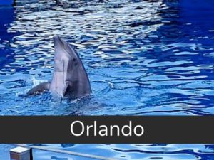 Dolphin Encounter